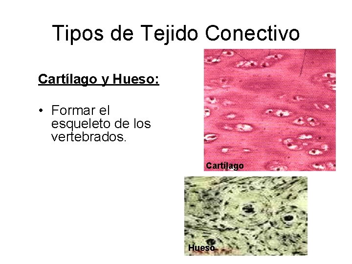 Tipos de Tejido Conectivo Cartílago y Hueso: • Formar el esqueleto de los vertebrados.