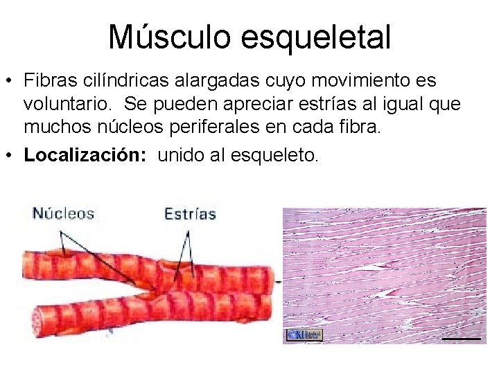 Músculo esqueletal • Fibras cilíndricas alargadas cuyo movimiento es voluntario. Se pueden apreciar estrías