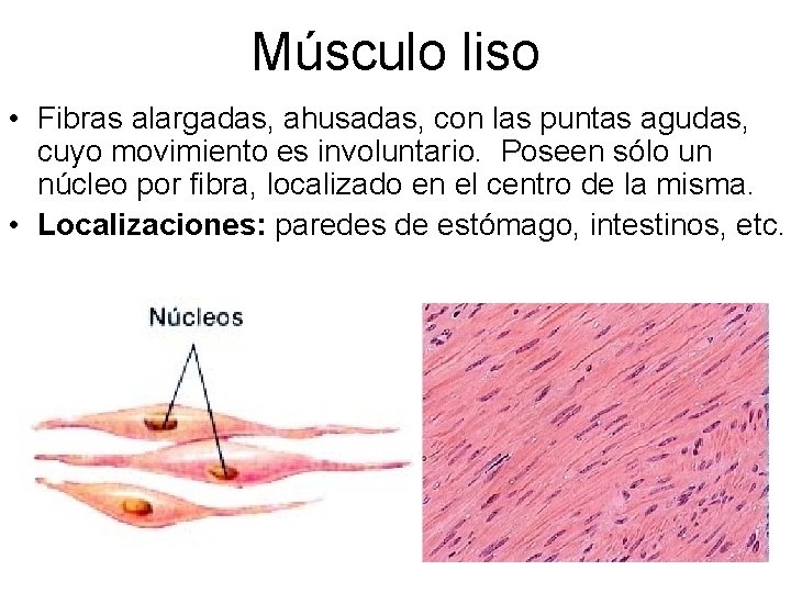 Músculo liso • Fibras alargadas, ahusadas, con las puntas agudas, cuyo movimiento es involuntario.