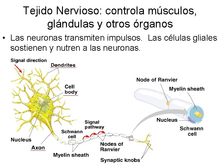 Tejido Nervioso: controla músculos, glándulas y otros órganos • Las neuronas transmiten impulsos. Las