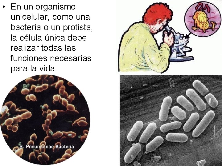  • En un organismo unicelular, como una bacteria o un protista, la célula