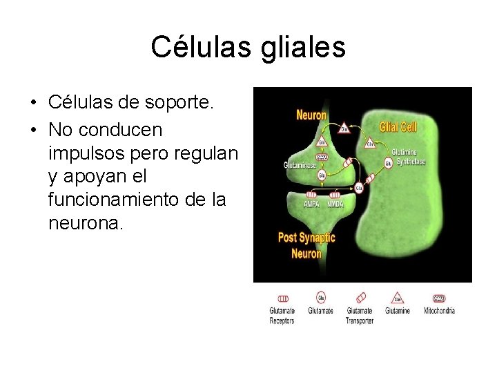 Células gliales • Células de soporte. • No conducen impulsos pero regulan y apoyan