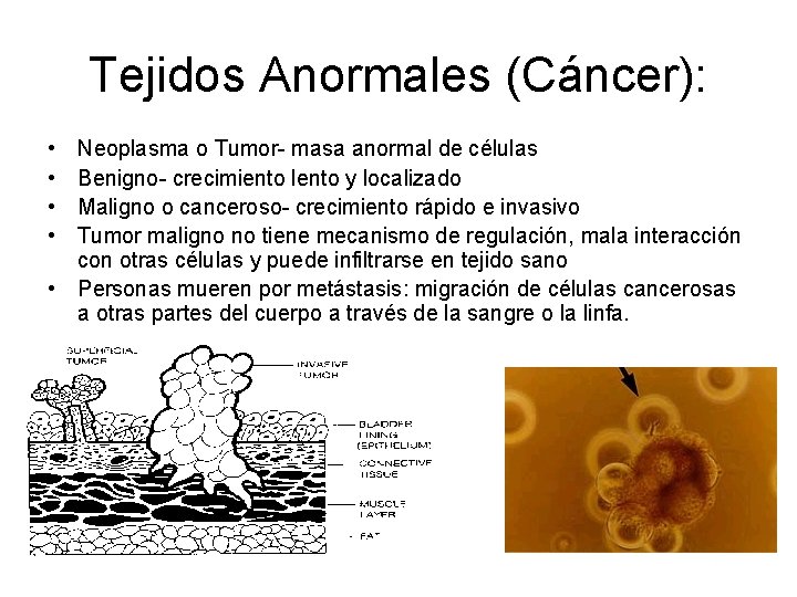 Tejidos Anormales (Cáncer): • • Neoplasma o Tumor- masa anormal de células Benigno- crecimiento