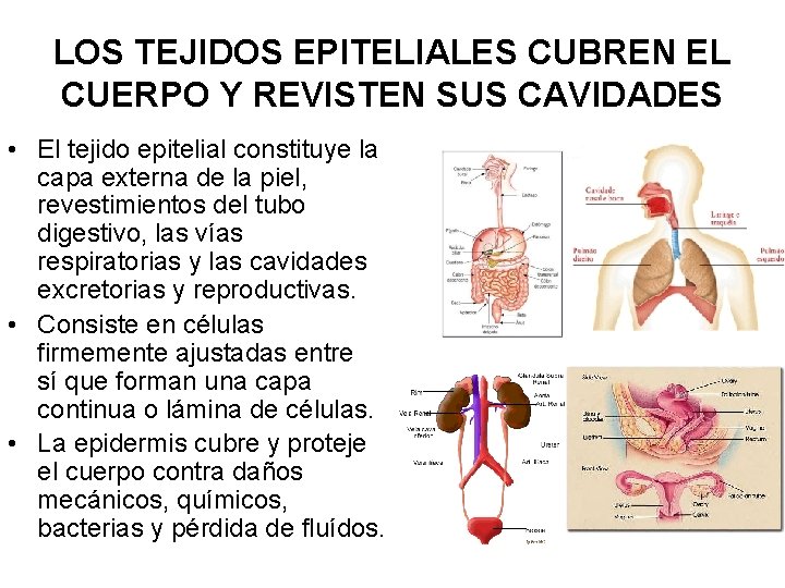 LOS TEJIDOS EPITELIALES CUBREN EL CUERPO Y REVISTEN SUS CAVIDADES • El tejido epitelial