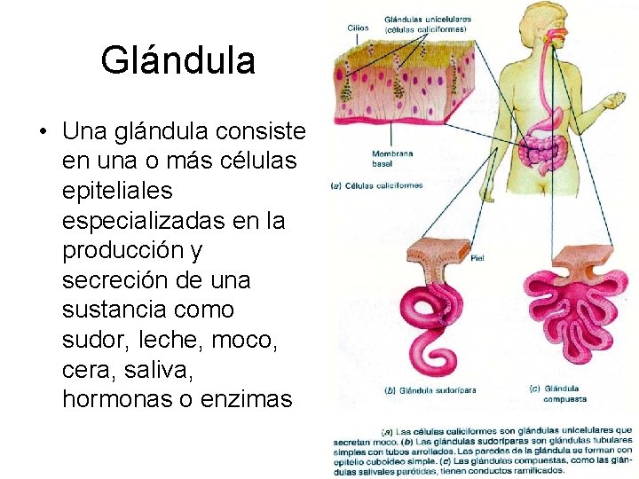 Glándula • Una glándula consiste en una o más células epiteliales especializadas en la