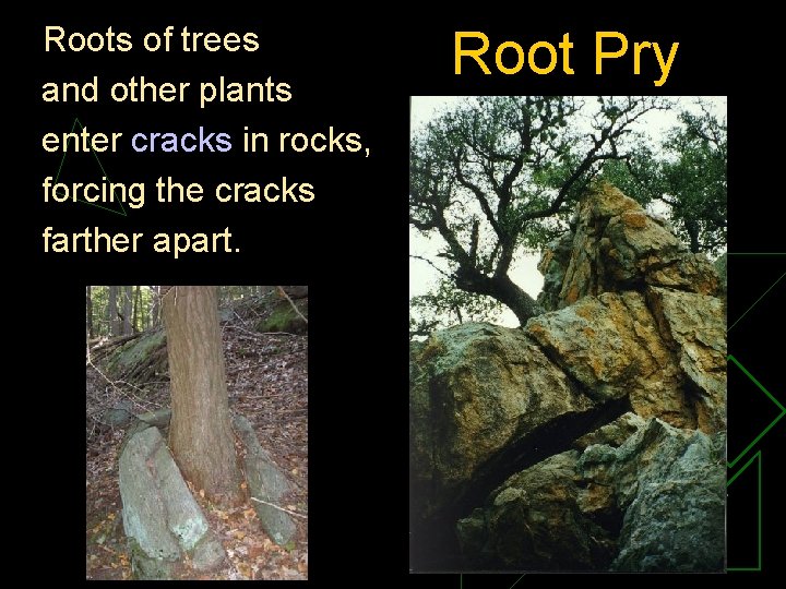 Roots of trees and other plants enter cracks in rocks, forcing the cracks farther