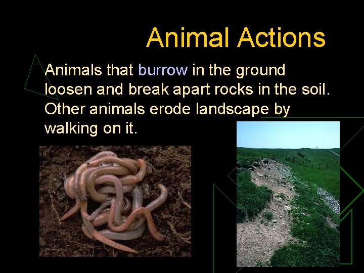 Animal Actions Animals that burrow in the ground loosen and break apart rocks in