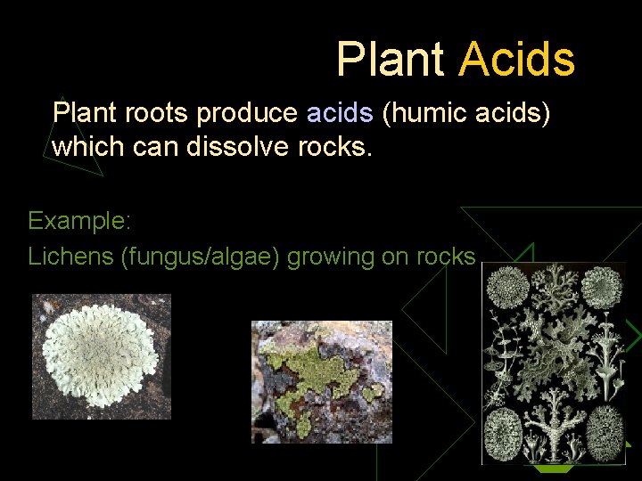 Plant Acids Plant roots produce acids (humic acids) which can dissolve rocks. Example: Lichens