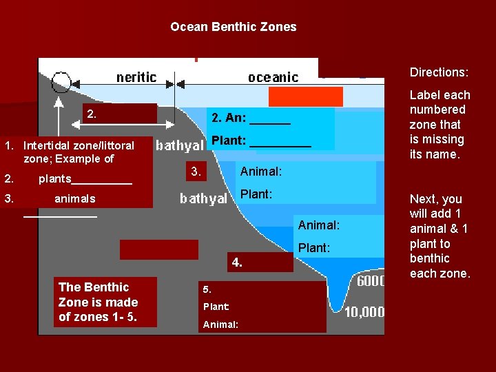 Ocean Benthic Zones Directions: 2. 1. Intertidal zone/littoral zone; Example of 2. 3. plants_____