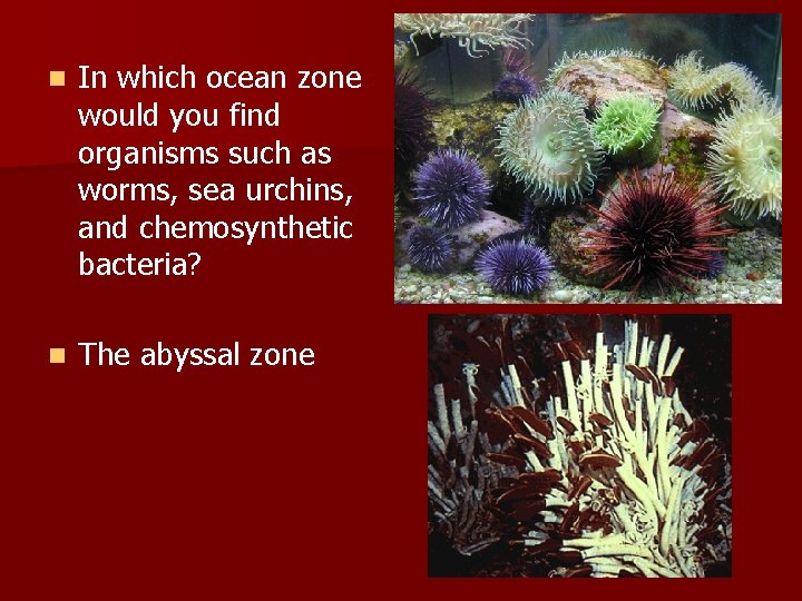 n In which ocean zone would you find organisms such as worms, sea urchins,