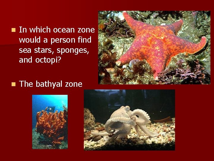 n In which ocean zone would a person find sea stars, sponges, and octopi?