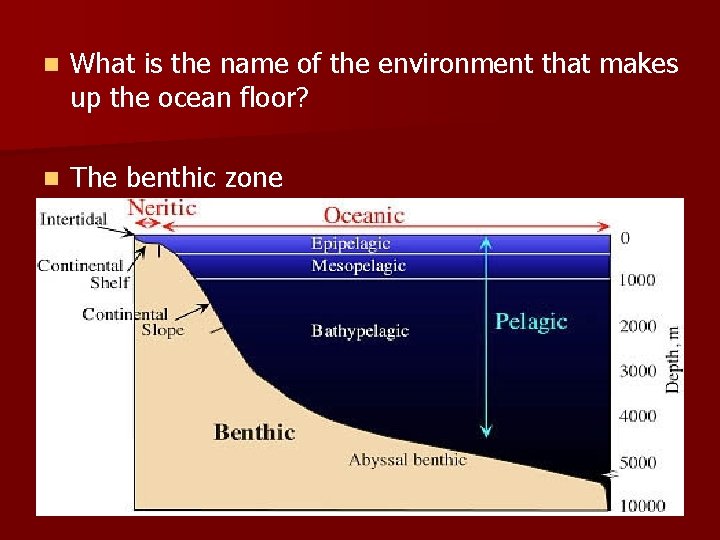 n What is the name of the environment that makes up the ocean floor?
