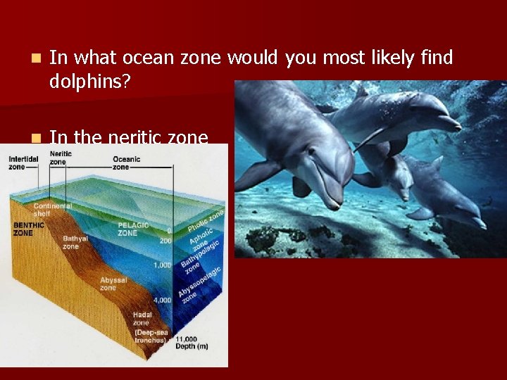n In what ocean zone would you most likely find dolphins? n In the