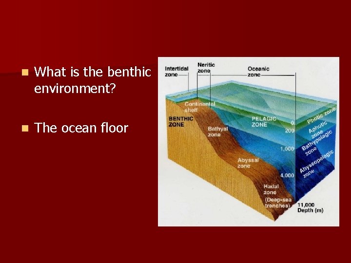 n What is the benthic environment? n The ocean floor 
