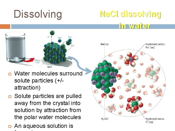 Dissolving Water molecules surround solute particles (+/attraction) Solute particles are pulled away from the