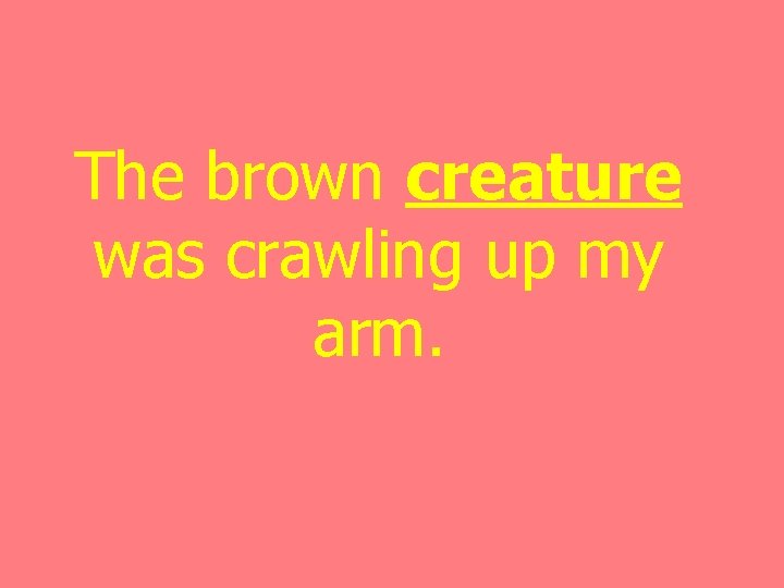 The brown creature was crawling up my arm. 