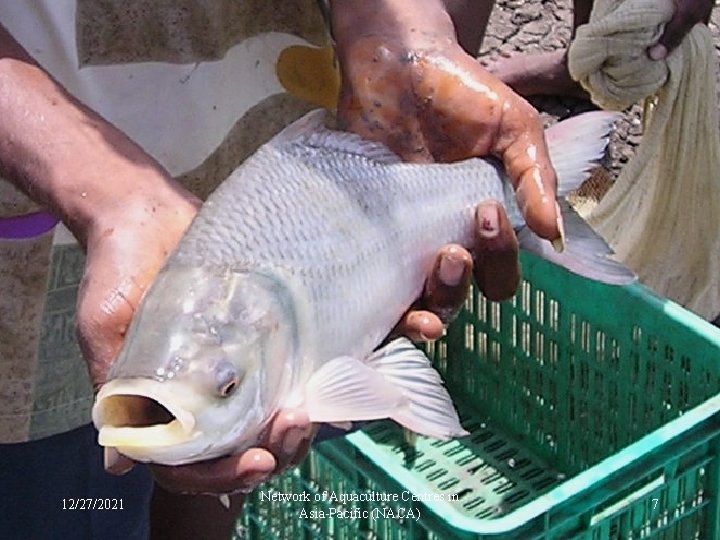 12/27/2021 Network of Aquaculture Centres in Asia-Pacific (NACA) 7 