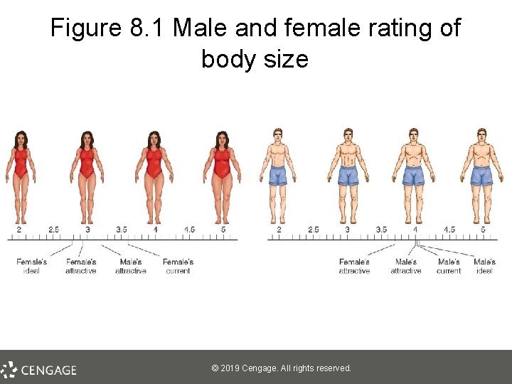 Figure 8. 1 Male and female rating of body size © 2019 Cengage. All