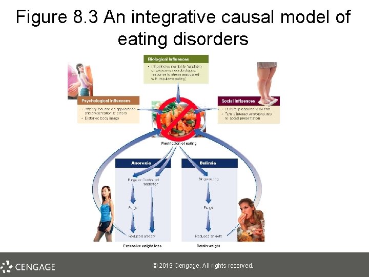 Figure 8. 3 An integrative causal model of eating disorders © 2019 Cengage. All