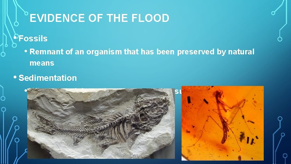 EVIDENCE OF THE FLOOD • Fossils • Remnant of an organism that has been