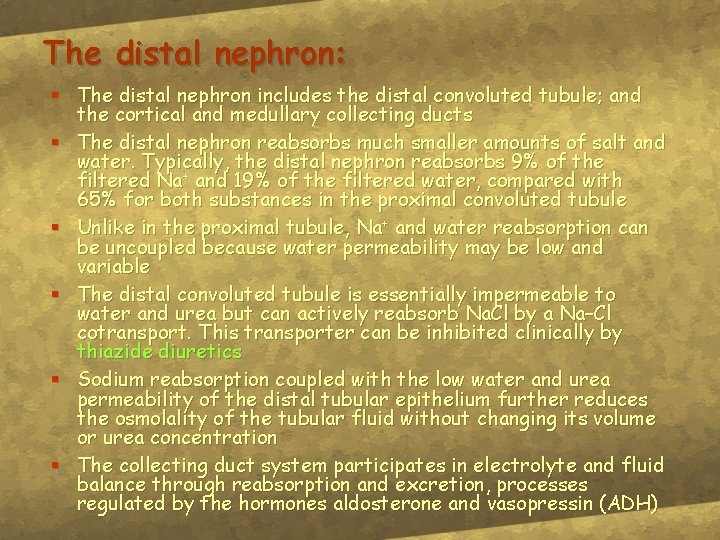 The distal nephron: § The distal nephron includes the distal convoluted tubule; and the