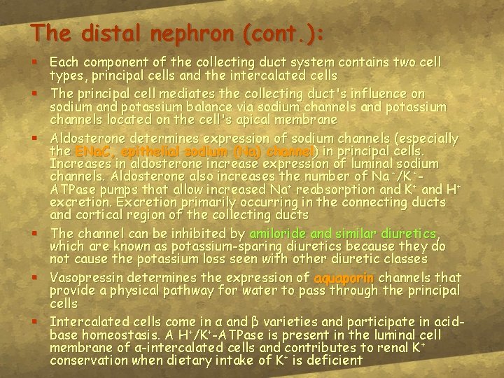 The distal nephron (cont. ): § Each component of the collecting duct system contains