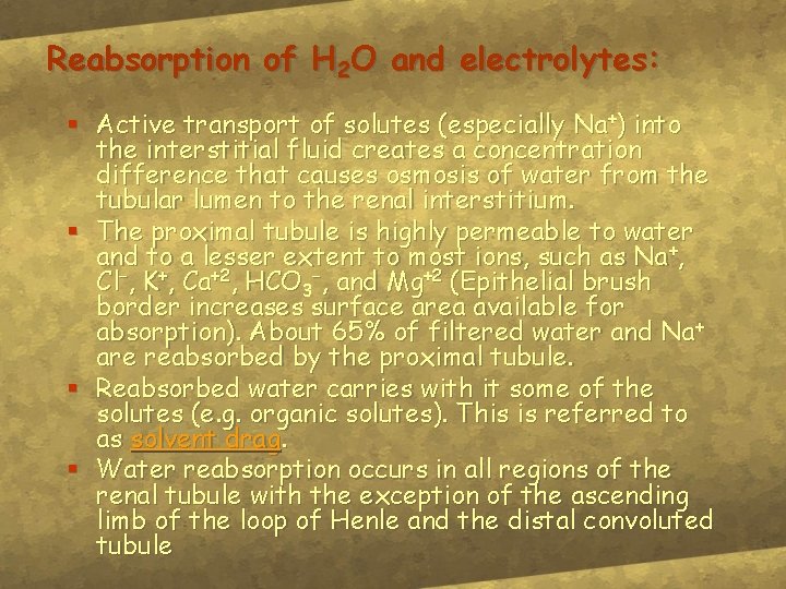 Reabsorption of H 2 O and electrolytes: § Active transport of solutes (especially Na+)