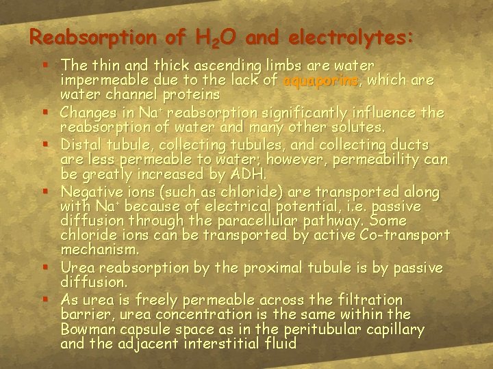 Reabsorption of H 2 O and electrolytes: § The thin and thick ascending limbs