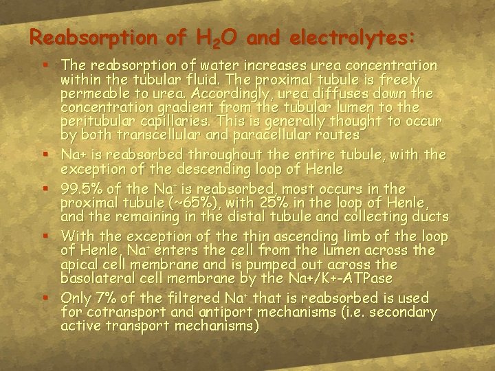 Reabsorption of H 2 O and electrolytes: § The reabsorption of water increases urea