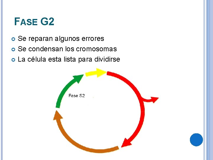 FASE G 2 Se reparan algunos errores Se condensan los cromosomas La célula esta