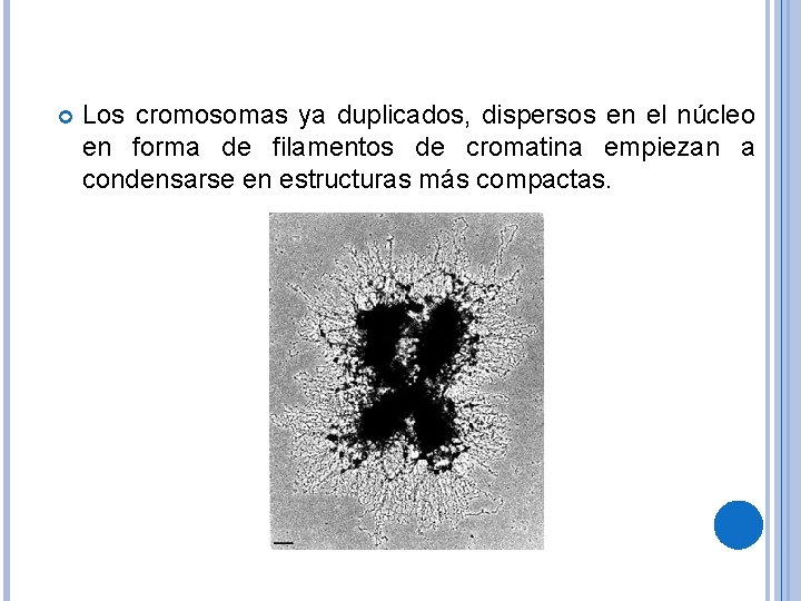  Los cromosomas ya duplicados, dispersos en el núcleo en forma de filamentos de