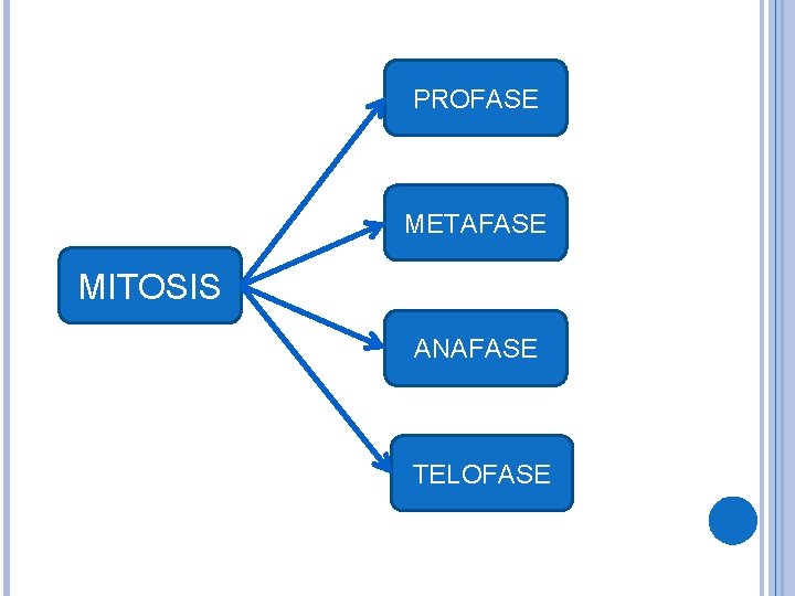 PROFASE METAFASE MITOSIS ANAFASE TELOFASE 