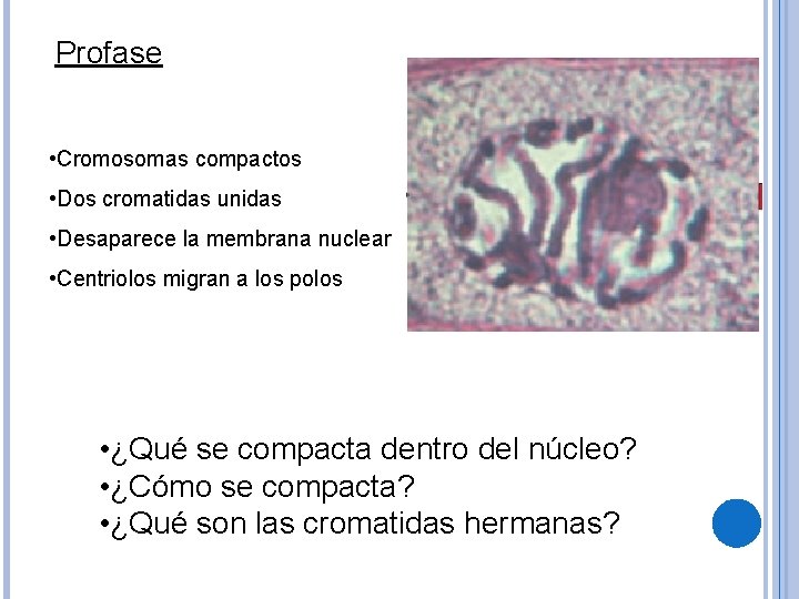 Profase • Cromosomas compactos • Dos cromatidas unidas • Desaparece la membrana nuclear •