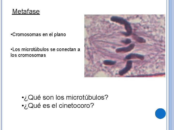 Metafase • Cromosomas en el plano • Los microtúbulos se conectan a los cromosomas