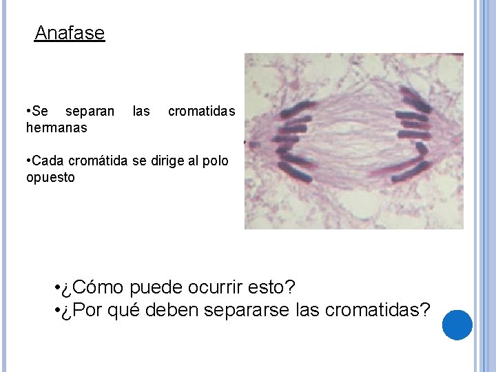 Anafase • Se separan hermanas las cromatidas • Cada cromátida se dirige al polo