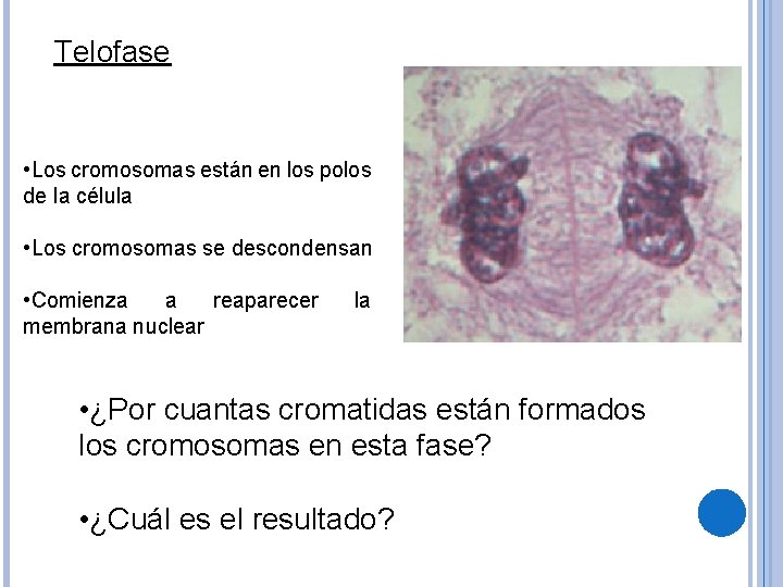 Telofase • Los cromosomas están en los polos de la célula • Los cromosomas
