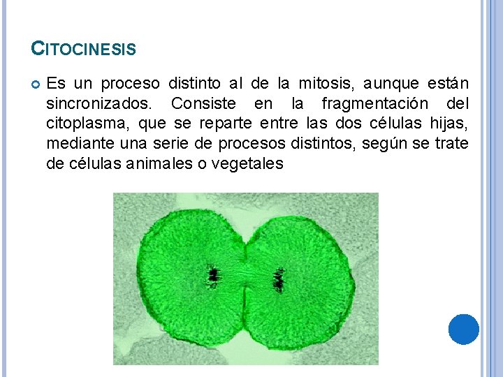 CITOCINESIS Es un proceso distinto al de la mitosis, aunque están sincronizados. Consiste en