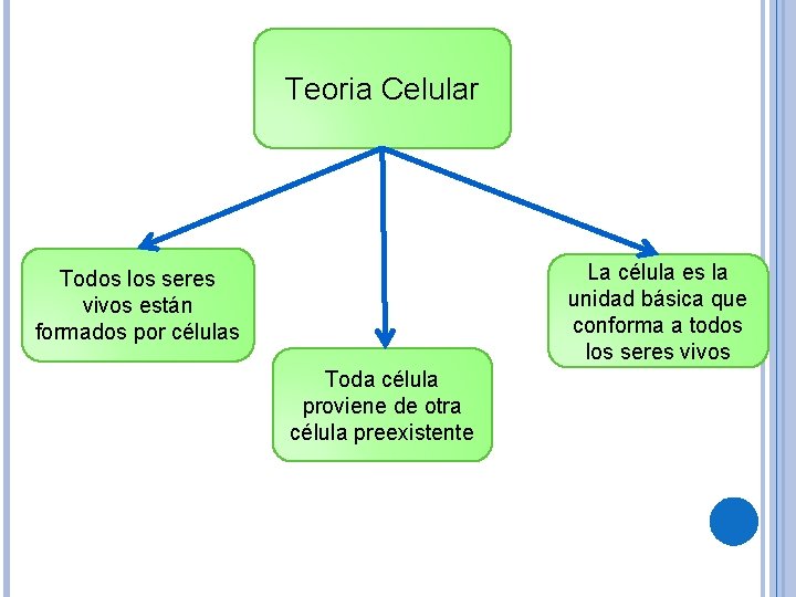 Teoria Celular La célula es la unidad básica que conforma a todos los seres