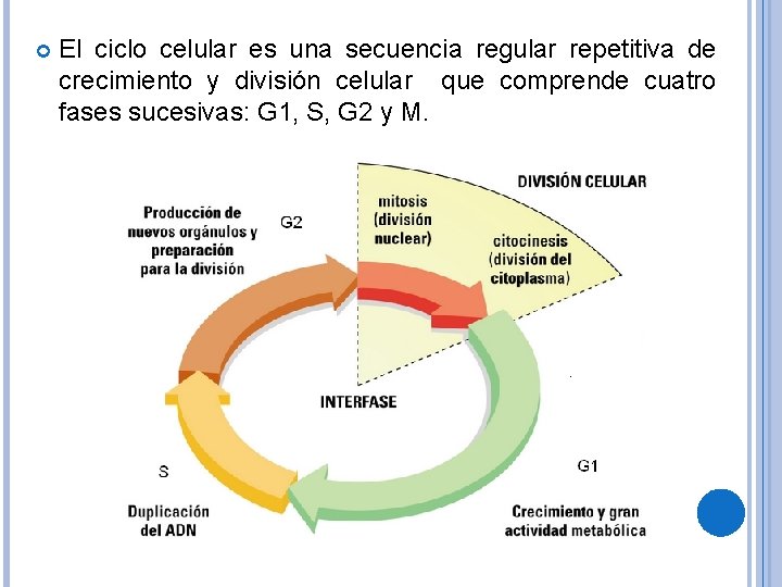  El ciclo celular es una secuencia regular repetitiva de crecimiento y división celular