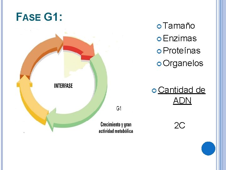 FASE G 1: Tamaño Enzimas Proteínas Organelos Cantidad ADN 2 C de 