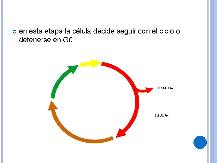  en esta etapa la célula decide seguir con el ciclo o detenerse en