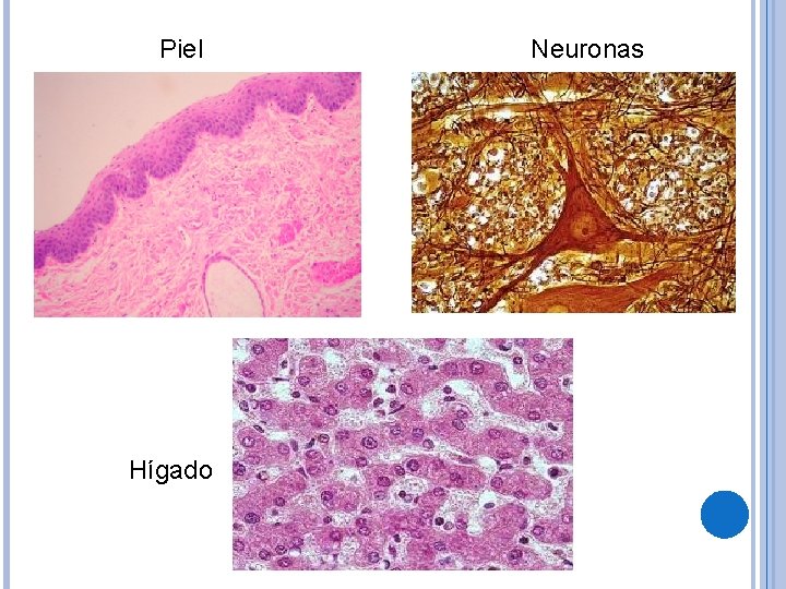 Piel Hígado Neuronas 