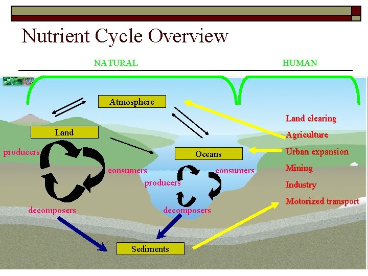 Nutrient Cycle Overview NATURAL HUMAN Atmosphere Land clearing Land Agriculture producers Oceans consumers producers
