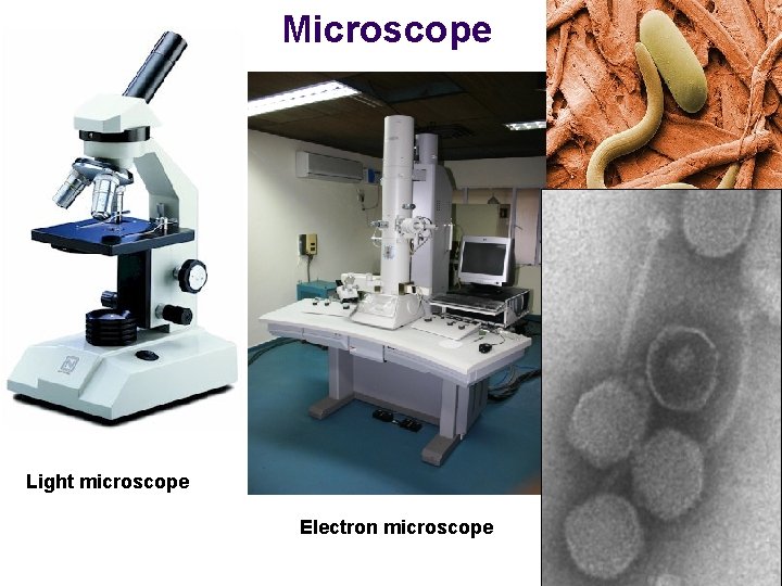 Microscope Light microscope Electron microscope 
