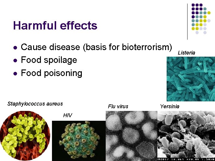 Harmful effects l l l Cause disease (basis for bioterrorism) Food spoilage Food poisoning