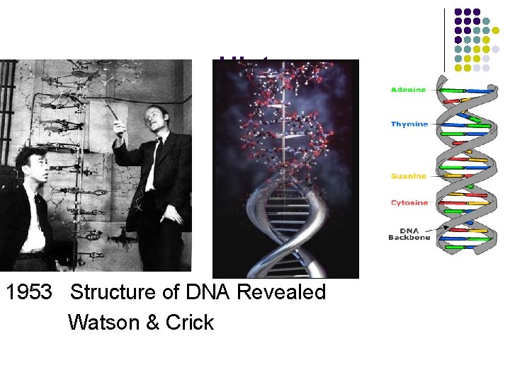 History 1953 Structure of DNA Revealed Watson & Crick 