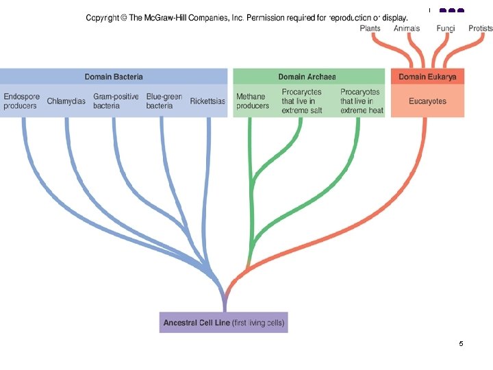 Insert figure 1. 15 Woese-Fox System 5 