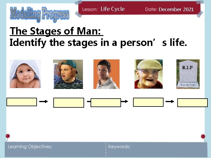 Life Cycle December 2021 The Stages of Man: Identify the stages in a person’s