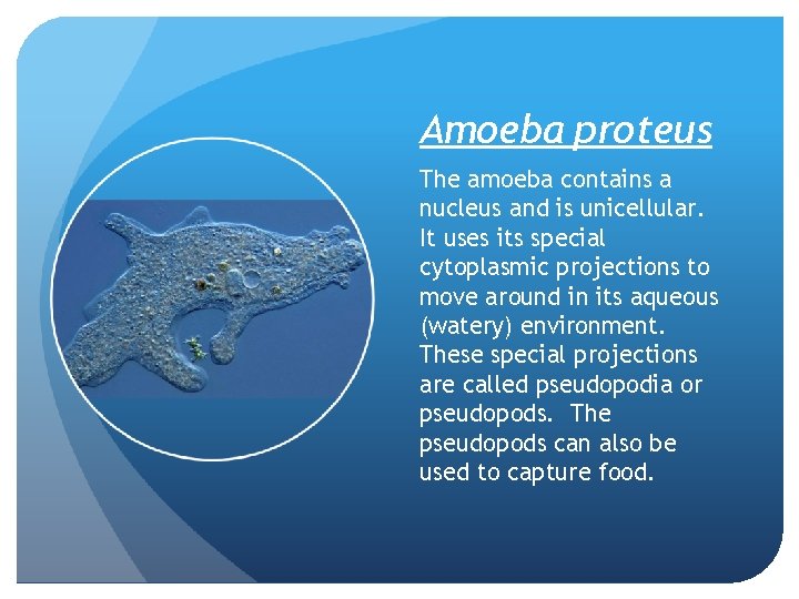 Amoeba proteus The amoeba contains a nucleus and is unicellular. It uses its special Amoeba proteus The amoeba contains a nucleus and is unicellular. It uses its special