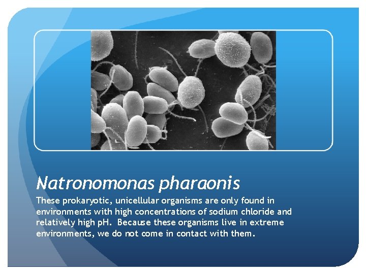 Natronomonas pharaonis These prokaryotic, unicellular organisms are only found in environments with high concentrations Natronomonas pharaonis These prokaryotic, unicellular organisms are only found in environments with high concentrations